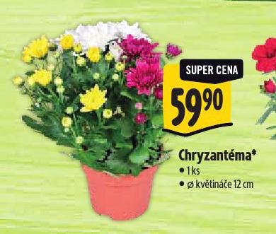 CHRYZANTMA