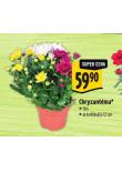 CHRYZANTMA