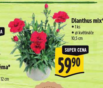 DIANTHUS MIX