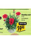 DIANTHUS MIX