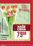 TULIPNY