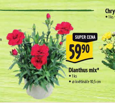 DIANTHUS MIX