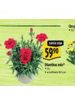 DIANTHUS MIX