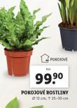 POKOJOV ROSTLINY