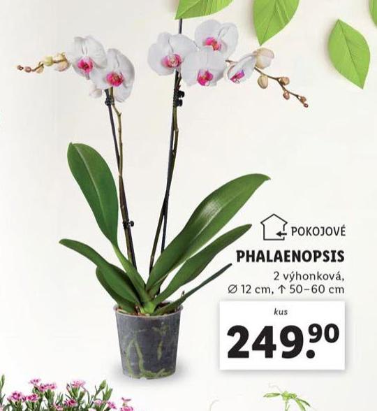 ORCHIDEA - PHALAENOPSIS