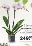 ORCHIDEA - PHALAENOPSIS