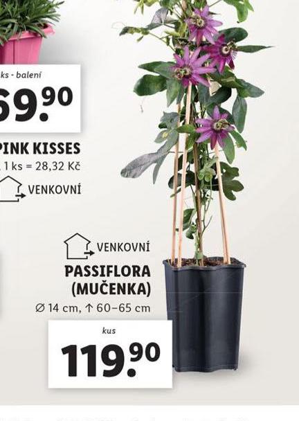 MUENKA