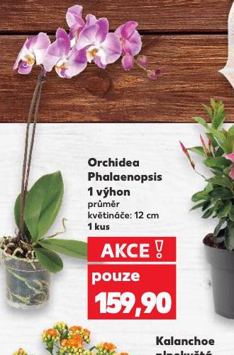 ORCHIDEA - PHALAENOPSIS