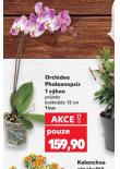 ORCHIDEA - PHALAENOPSIS