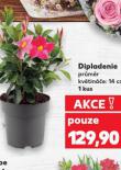 DIPLADENIE