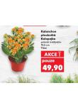 KALANHCOE PLNOKVĚTÁ KOLOPEJKA