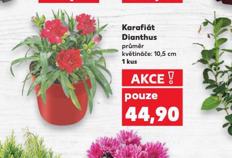 KARAFIT DIANTHUS