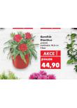 KARAFIÁT DIANTHUS
