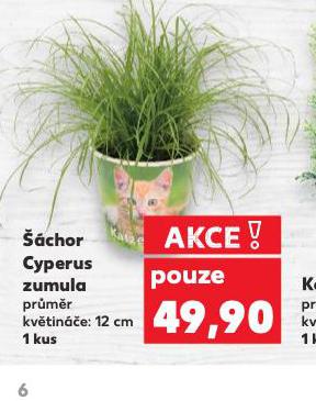 CHOR CYPERUS ZMULA