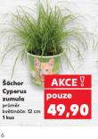 ŠÁCHOR CYPERUS ZMULA