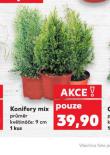 KONIFERY MIX