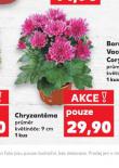 CHRYZANTÉMA