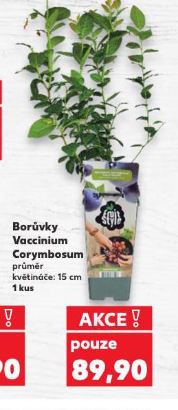 BORVKY VACCINIUM CORYMBOSUM