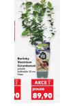 BORŮVKY VACCINIUM CORYMBOSUM