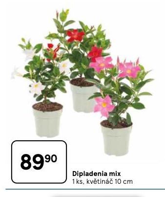 DIPLADENIA MIX