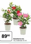 DIPLADENIA MIX