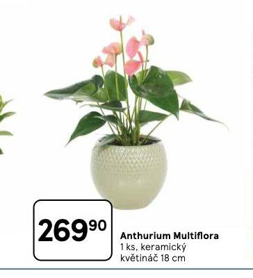 ANTHURIUM MULTIFLORA