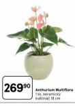 ANTHURIUM MULTIFLORA