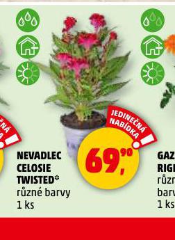 NEVADLEC CELOSIE TWISTED