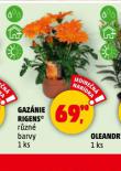 GAZNIE RIGENS