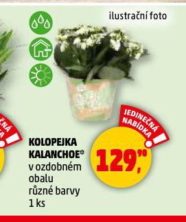 KOLOPEJKA KALANCHOE