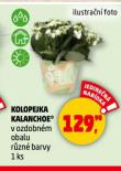 KOLOPEJKA KALANCHOE