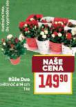 RَE DUO