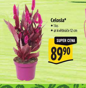 CELOSIA