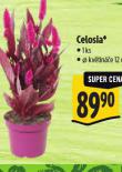 CELOSIA