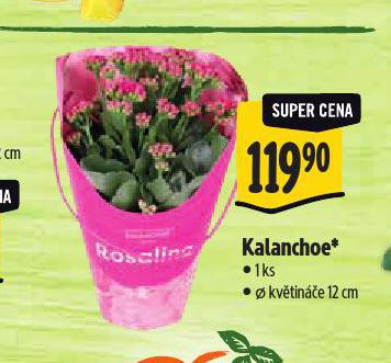 KALANCHOE