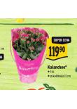 KALANCHOE