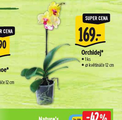 ORCHIDEJ