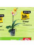 ORCHIDEJ