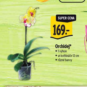 ORCHIDEJ