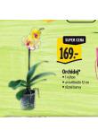 ORCHIDEJ