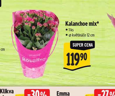 KALANCHOE MIX