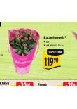 KALANCHOE MIX