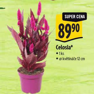 CELOSIA