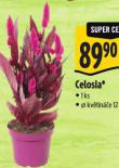 CELOSIA