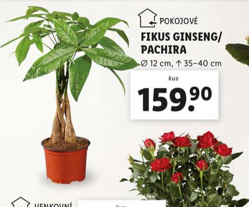 FOKUS GINSENG / PACHIRA