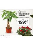 FOKUS GINSENG / PACHIRA