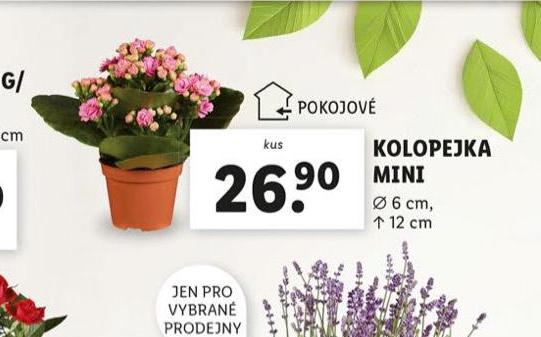 KOLOPEJKA MINI