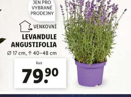 LEVANDULE ANGUSTIFOLIA