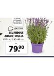 LEVANDULE ANGUSTIFOLIA