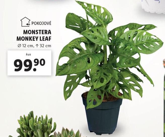 MONSTERA MONKEY LEAF